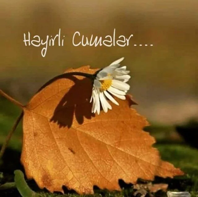 Hayrlı cunalar